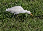frieda 278  Bosluisvoel Cattle Egret  Op jag in bees weiveld : frieda